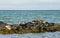 Icelandic seals resting on rocks