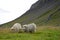 Icelandic Sheep