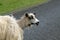 Icelandic Sheep