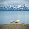 Icelandic sheep