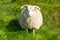 Icelandic sheep facing the camera.