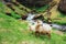 The Icelandic sheep. Fantastic views waterfall in the national park