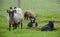 Icelandic sheep with grass and fence background.