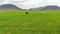 Icelandic sheep graze in green meadow on background of mountains, drone shot
