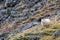 Icelandic sheep grazes on a mountainside. This ancient breed is unique to Iceland and directly descends from animals introduced by