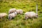 Icelandic Sheep Grazing in green pastures grass near road and highway of Ringroad Circuit Iceland