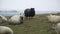 Icelandic Sheep, Herd of domestic animals at Winter Snowy Weather, Beautiful Nature Mountain Field. Shot in 8k
