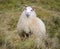 Icelandic Sheep - Iceland