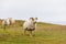 Icelandic sheep, Iceland