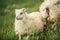 Icelandic Sheep Resting in the Pasture