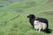 Icelandic sheep in tall summer grass