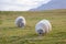 Icelandic sheep thick wool fur grazing on meadow