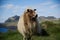 Icelandic Sheep in the Westman Islands
