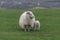 Icelandic sheep Ã­slenska sauÃ°kindin