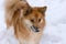 Icelandic Sheepdog