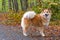 Icelandic sheepdog in autumn forest