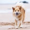 Icelandic Sheepdog on the beach