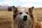 An Icelandic sheepdog outside on the farm.