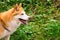 Icelandic Sheepdog Typical Home Pet Walking Around Daytime Stroll Park Happy Tongue Cute Pretty Animal