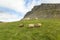 Icelandic sheeps on green grass, Raudisandur beach, Iceland