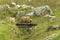 Icelandic sheeps passing small bridge in scenic landscape, Iceland