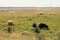 Icelandic sheeps, the sheeps in the field, typical exotic landscape Icelandic, western of Iceland