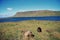 Icelandic sheeps, the sheeps in the maedow field, typical exotic landscape of Iceland