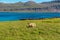 Icelandic single sheep