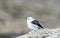 Icelandic Snow Sparrow; close view