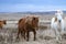 Icelandic thoroughbred horse in the mountains winter landscape