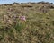 Icelandic Thrift, Armeria maritima.