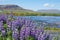 Icelandic violet blooming flowers & x28;Lupins& x29; in scenic view with mountains and lake typical for Iceland