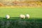 Icelandic white sheeps
