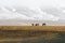 Icelandic wild horses in the harsh climate of Iceland. Snow covered mountains in the background with foggy weather.