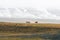 Icelandic wild horses in the harsh climate of Iceland. Snow covered mountains in the background with foggy weather.