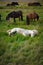 Icelandic wild horses in a peaceful meadow, grass, white horse