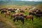 Icelandic wild horses in a peaceful meadow, top view