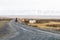 Icelandic wild horses are running on a gravel road in the icelandic wilderness.