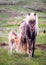 Icelandlic Horse and Foal
