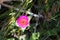 Iceplant (Carpobrotus glaucescens) with fleshy leaves in bloom : (pix Sanjiv Shukla)