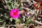 Iceplant (Carpobrotus glaucescens) with fleshy leaves in bloom : (pix Sanjiv Shukla)