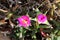 Iceplant (Carpobrotus glaucescens) with fleshy leaves in bloom : (pix Sanjiv Shukla)