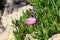 Iceplant Pink Flower on a beach slope