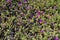 Iceplant succulent blooming with small vibrant purple flowers, fresh wild plant texture close up