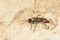 Ichneumon fly