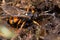 Ichneumon sarcitorius parasitic wasp