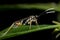 Ichneumon wasp