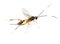 Ichneumon Wasp