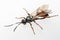 The Ichneumon Wasp (Coelichneumon viola)