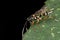 An Ichneumon wasp on green leaf